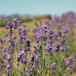 What does Rosemary oil do for your hair? The benefits, results and where it ranks against other ingredients you may be using