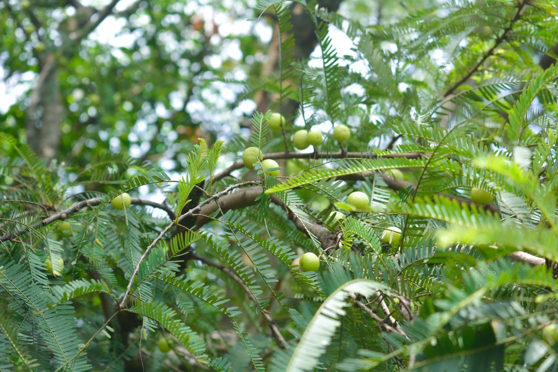 The Benefits of Amla Oil for Hair Growth